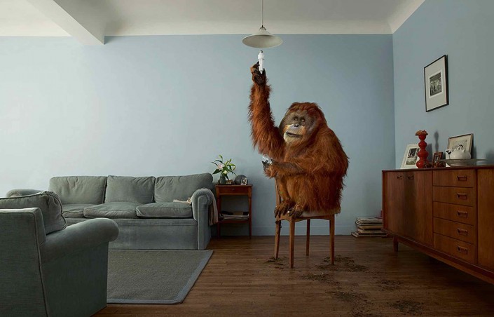 orang outang change une lampe du lampadaire du salon. An orang outang changes the bulb of a lamp in the living room.