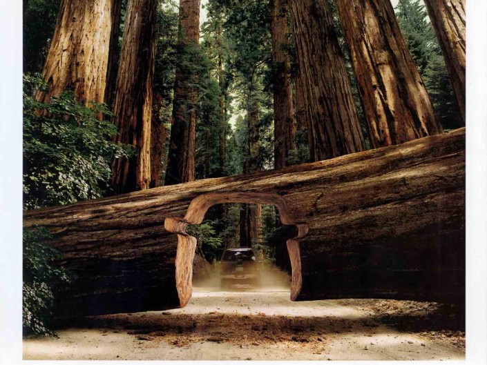 Stihl Sequoia